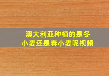 澳大利亚种植的是冬小麦还是春小麦呢视频