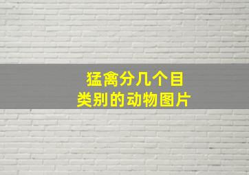 猛禽分几个目类别的动物图片