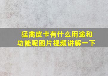 猛禽皮卡有什么用途和功能呢图片视频讲解一下