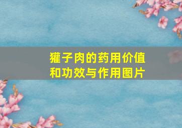 獾子肉的药用价值和功效与作用图片