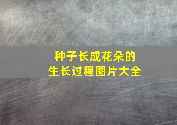 种子长成花朵的生长过程图片大全