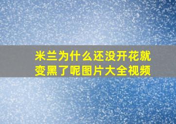 米兰为什么还没开花就变黑了呢图片大全视频