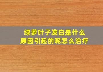 绿萝叶子发白是什么原因引起的呢怎么治疗