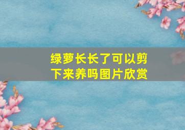 绿萝长长了可以剪下来养吗图片欣赏