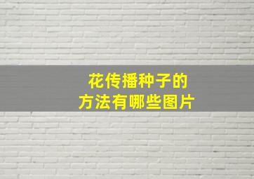 花传播种子的方法有哪些图片