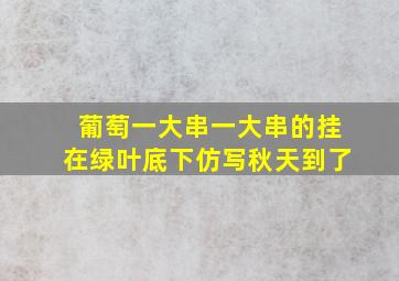 葡萄一大串一大串的挂在绿叶底下仿写秋天到了