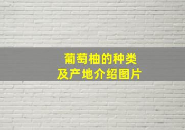 葡萄柚的种类及产地介绍图片