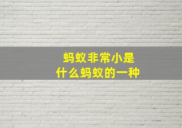 蚂蚁非常小是什么蚂蚁的一种