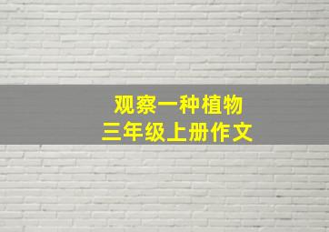 观察一种植物三年级上册作文