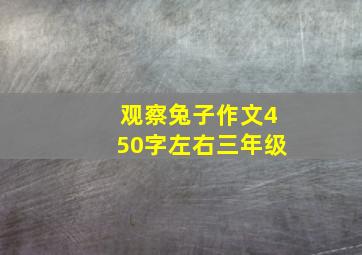 观察兔子作文450字左右三年级