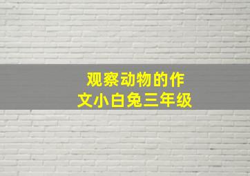 观察动物的作文小白兔三年级