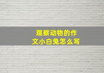 观察动物的作文小白兔怎么写