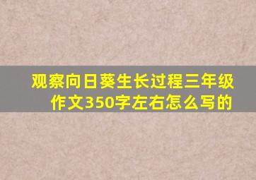 观察向日葵生长过程三年级作文350字左右怎么写的