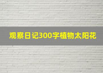 观察日记300字植物太阳花