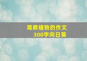 观察植物的作文300字向日葵