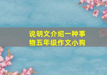 说明文介绍一种事物五年级作文小狗