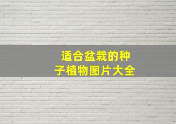 适合盆栽的种子植物图片大全