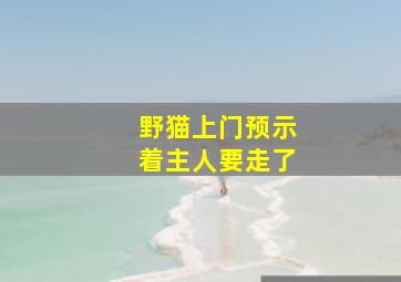 野猫上门预示着主人要走了