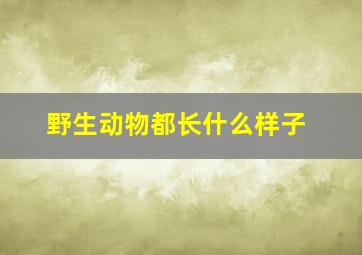 野生动物都长什么样子