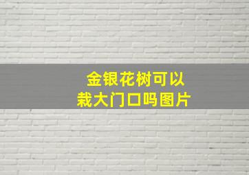 金银花树可以栽大门口吗图片