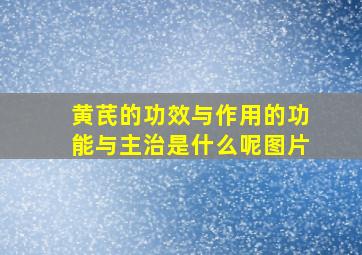 黄芪的功效与作用的功能与主治是什么呢图片