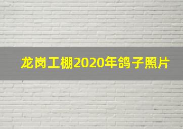 龙岗工棚2020年鸽子照片