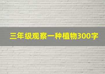 三年级观察一种植物300字