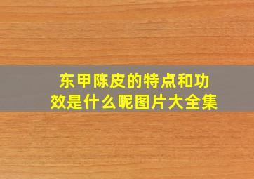 东甲陈皮的特点和功效是什么呢图片大全集