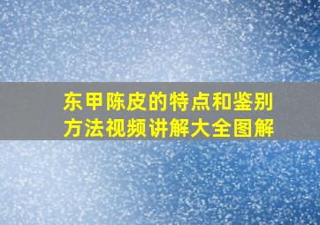 东甲陈皮的特点和鉴别方法视频讲解大全图解