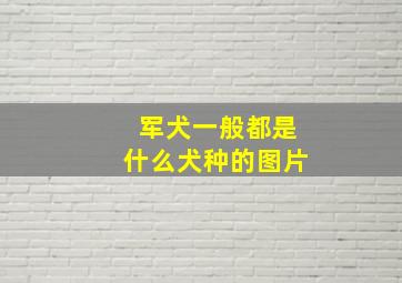 军犬一般都是什么犬种的图片