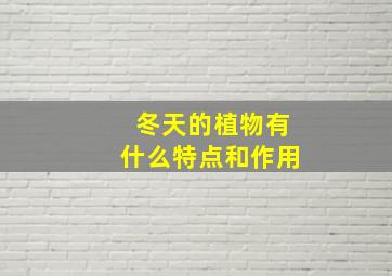 冬天的植物有什么特点和作用