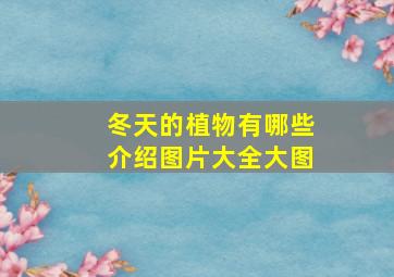 冬天的植物有哪些介绍图片大全大图