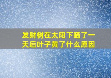 发财树在太阳下晒了一天后叶子黄了什么原因