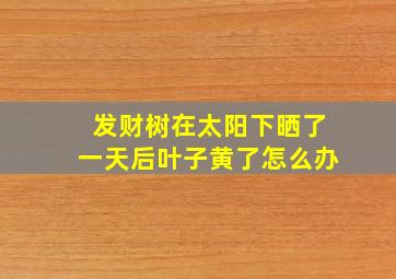 发财树在太阳下晒了一天后叶子黄了怎么办