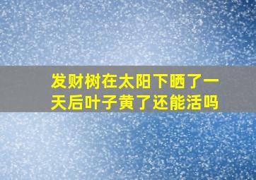 发财树在太阳下晒了一天后叶子黄了还能活吗