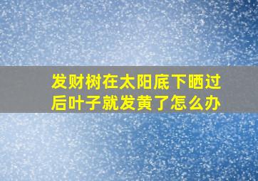 发财树在太阳底下晒过后叶子就发黄了怎么办