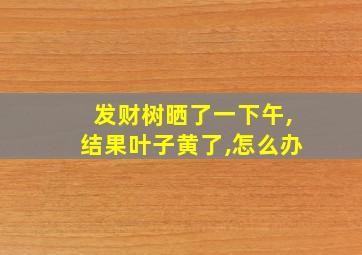 发财树晒了一下午,结果叶子黄了,怎么办