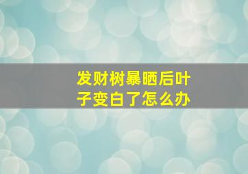 发财树暴晒后叶子变白了怎么办