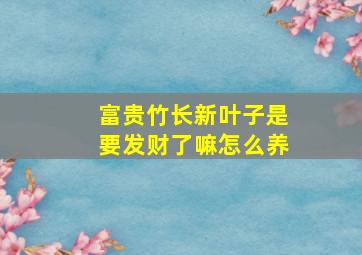 富贵竹长新叶子是要发财了嘛怎么养