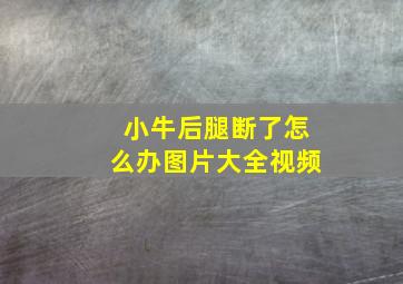 小牛后腿断了怎么办图片大全视频