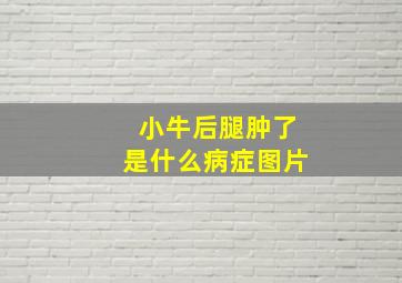 小牛后腿肿了是什么病症图片