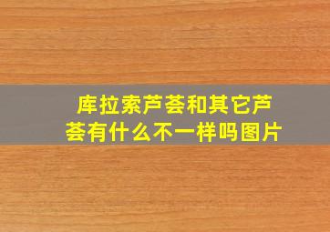 库拉索芦荟和其它芦荟有什么不一样吗图片