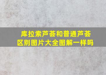 库拉索芦荟和普通芦荟区别图片大全图解一样吗