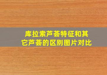 库拉索芦荟特征和其它芦荟的区别图片对比