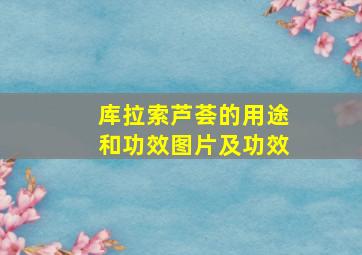 库拉索芦荟的用途和功效图片及功效