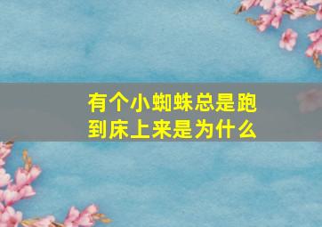 有个小蜘蛛总是跑到床上来是为什么