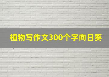 植物写作文300个字向日葵