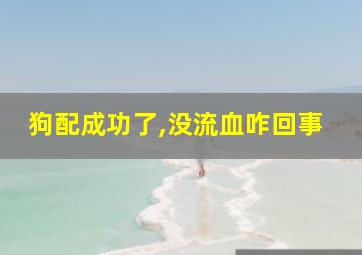 狗配成功了,没流血咋回事