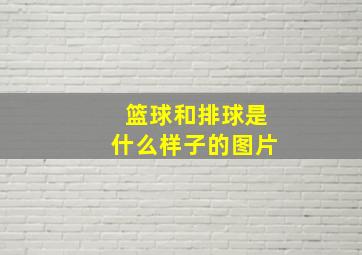 篮球和排球是什么样子的图片