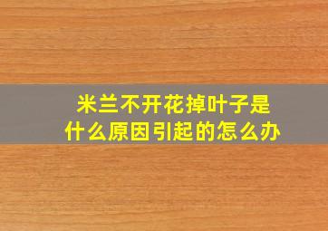 米兰不开花掉叶子是什么原因引起的怎么办